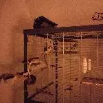 Meine 6 Wellis suchen ein neues schönes Zuhause Bild 2