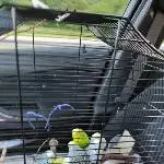 Meine 6 Wellis suchen ein neues schönes Zuhause Bild 5