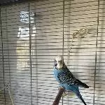 Jimmy ca. 7 sucht neues Heim. (Flugunfähig) Bild 1