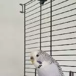 Fritzi, w, 2,5 Jahre sucht liebevolles Zuhause Bild 1