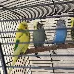 4 Hähne suchen neues Zuhause Bild 1