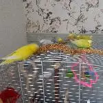 4 tolle Wellis schweren Herzens abzugeben Bild 3