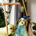 5 Wellensittiche (3m+2w) suchen dringend ein neues Zuhause Bild 2
