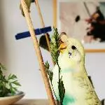 5 Wellensittiche (3m+2w) suchen dringend ein neues Zuhause Bild 1