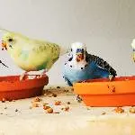 5 Wellensittiche (3m+2w) suchen dringend ein neues Zuhause Bild 5