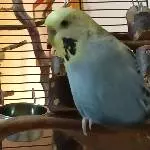 Lilli 2,5  Jahre alt sucht einen kleinen oder großen Schwarm um glücklich zu werden! Bild 3