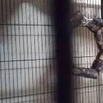 Lilli 2,5  Jahre alt sucht einen kleinen oder großen Schwarm um glücklich zu werden! Bild 1