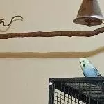 Lilli 2,5  Jahre alt sucht einen kleinen oder großen Schwarm um glücklich zu werden! Bild 2
