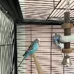 2 männliche Wellensittiche abzugeben Bild 3