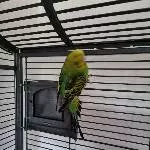 Suche nach PBFD Schwarm! Bild 2
