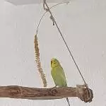 Vincent (ca. 3,5 Jahre) sucht neues Zuhause Bild 2