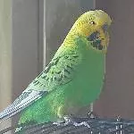 Welli-Hahn Mango, 8 Jahre, sucht ein neues Zuhause Bild 1