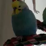 Mecki sucht ein neues Zuhause Bild 1