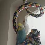 Mecki sucht ein neues Zuhause Bild 2