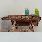 Wellensittichpärchen zu verschenken - freiflieger Bild 1