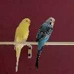 Amy (links, 3 Jahre) und Sky (rechts, ca. 8 Jahre) suchen ein liebevolles Zuhause Bild 1
