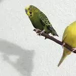 Flugunfähiges Pärchen Bild 1