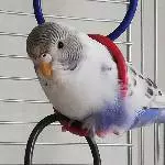 Coco ist alleine Bild 1