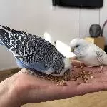 Günni und Merli suchen Anschluss an einen Schwarm Bild 3