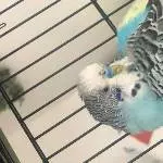 Wellensittich Hahn Rio Bild 2