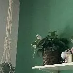 weiblicher Wellensittich abzugeben Bild 1