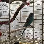 Einsamer Welli sucht neues Zuhause Bild 1