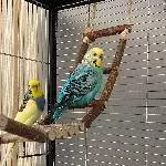 Liebes Welli-Paar sucht ein neues zu Hause Bild 1