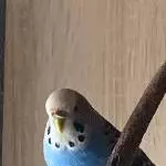 46539 Henne 2 Jahre alt sucht liebevolles Zuhause Bild 1