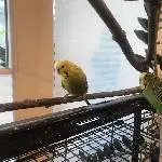 2 Wellis suchen ein neues Zuhause Bild 1