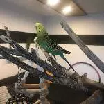 2 Wellis suchen ein neues Zuhause Bild 2