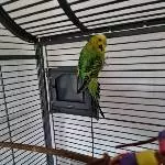 Suche dringend ein zu Hause (PBFD-Schwarm!)für meine Henne Bild 1