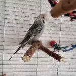 Rocko (w, 5 Jahre, Witwe) sucht neue(n) Partner Bild 2