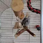 Rocko (w, 5 Jahre, Witwe) sucht neue(n) Partner Bild 3