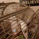 Kiefer und die kleine Sieben suchen Freiflug-Zuhause Bild 1