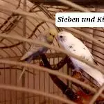 Kiefer und die kleine Sieben suchen Freiflug-Zuhause Bild 2