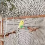 Welli Hahn sucht dringend neues Zuhause Bild 1
