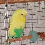 Welli Hahn sucht dringend neues Zuhause Bild 2