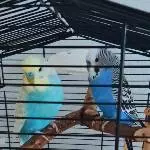 Unser Charly und unser Toni suchen ein neues liebes Zuhause Bild 1