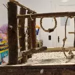 Wellipärchen sucht dringend neues Zuhause! Bild 5