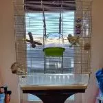 Wellipärchen sucht dringend neues Zuhause! Bild 4