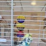Wellipärchen sucht dringend neues Zuhause! Bild 3