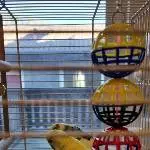 Wellipärchen sucht dringend neues Zuhause! Bild 2