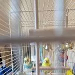 Wellipärchen sucht dringend neues Zuhause! Bild 1