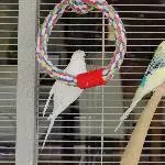 2 Welli-Damen suchen ein neues Zuhause Bild 1
