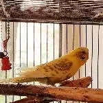 22305 Hamburg: Wellidame (ca 5 Jahre) sucht neues Zuhause Bild 1