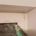 Benni sucht ein neues Zuhause Bild 1