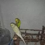 Pärchen sucht Zuhause Bild 4