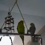 Pärchen sucht Zuhause Bild 2