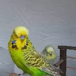 Pärchen sucht Zuhause Bild 1
