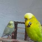 Pärchen sucht Zuhause Bild 5
